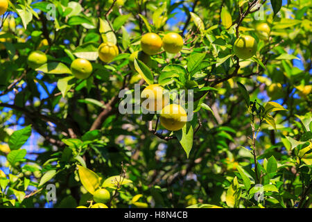 Reife Orangen am Baum im Sommersonnenschein Stockfoto