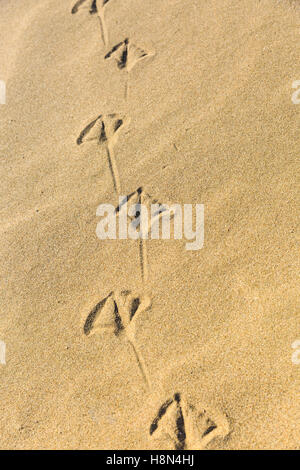 Fußspuren einer Möwe in den Sand am Strand Stockfoto