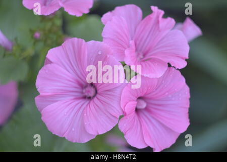 Lavatera, rosa Blume, Blüte Stockfoto