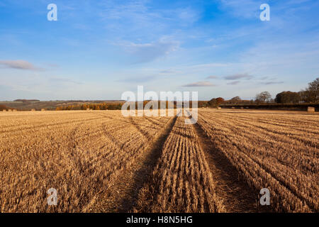 Muster und Texturen der goldenen Stoppelfeldern in den malerischen Yorkshire Wolds im Herbst. Stockfoto