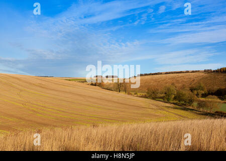 Trockene Gräser, bunte Bäume und goldenen Stoppelfeldern in der malerischen Landschaft der Yorkshire Wolds im Herbst. Stockfoto