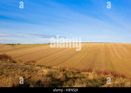 Fegen Stroh Stoppelfeldern und Trockenrasen im Herbst mit roten Beeren auf eine Weißdorn Hecke in Yorkshire Wolds Landschaft. Stockfoto