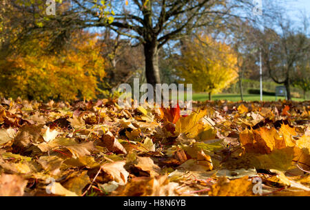 Laub in Knowle Park im Herbst, Knowle, West Midlands, England, UK Stockfoto