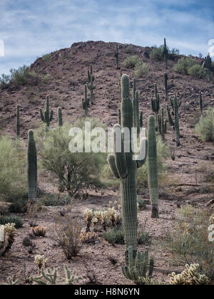 Saguaro Cactee in eine Wüste, Arizona USA Stockfoto