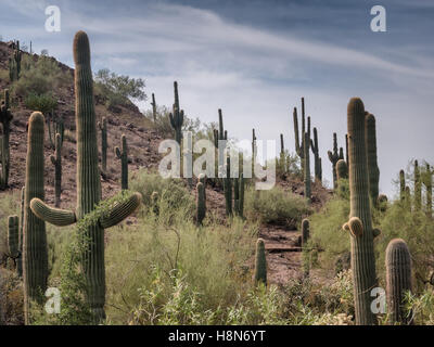 Saguaro Cactee in eine Wüste, Arizona USA Stockfoto