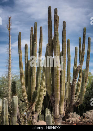 Groß Cactee in eine Wüste, Arizona USA Stockfoto