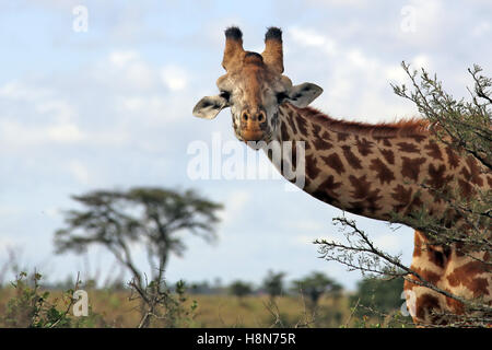 Glückliche Giraffe im Nairobi-Nationalpark Stockfoto