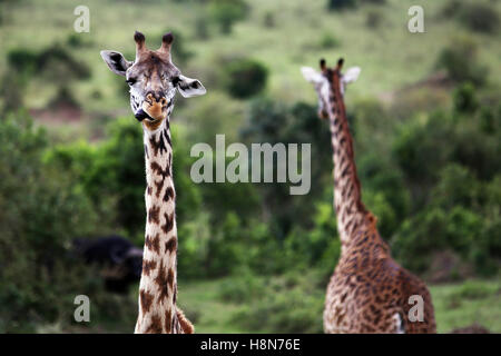 Paar Giraffen im Nairobi-Nationalpark, Kenia Stockfoto