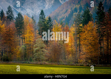 Herbstfarben in Logarska Dolina in Slowenien. Bunten roten, Orangen und gelben Baum Laub, Alpen im Hintergrund, Wiese in foregrou Stockfoto