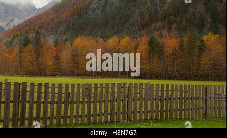 Herbstfarben in Logarska Dolina in Slowenien. Bunten roten, Orangen und gelben Baum Laub, Alpen im Hintergrund, Wiese in foregrou Stockfoto