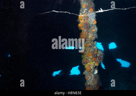 Goliath Grouper in Wrack Stockfoto