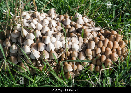 POS Pscathyrlla Arten (Multipedata) Clustered Brittlestem Spore drucken sehr dunkelbraun/schwarz Stockfoto