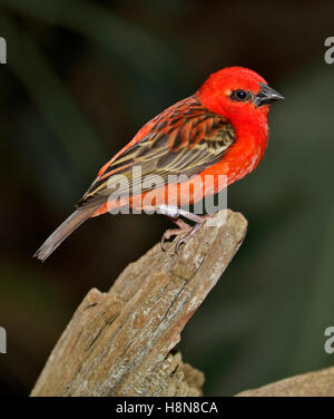 Madagaskar-Fody (Foudia Madagascariensis) männlich Stockfoto