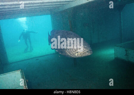 Goliath Grouper in Wrack Stockfoto