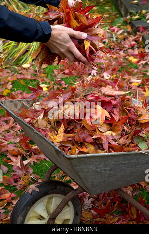 Schubkarre gefüllt mit Blätter im englischen Garten im Herbst Stockfoto