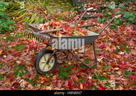 Schubkarre voller lässt und Rechen im englischen Garten im Herbst Stockfoto