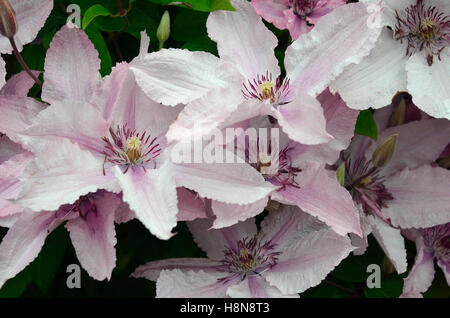 Clematis Nelly Moser Stockfoto