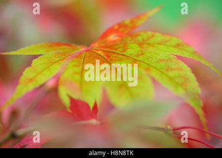Ändern Sie Acer Palmatum Amoenum, atemberaubende Herbstfärbung, Jane Ann Butler Fotografie JABP1706 Stockfoto