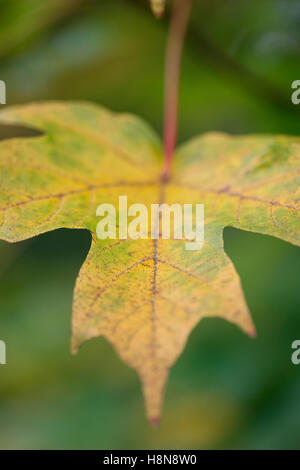 Herbst Ahornblatt von grün bis gold Farbwechsel Jane Ann Butler Fotografie JABP1705 Stockfoto