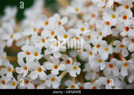 exquisite Sommerflieder lässt weiße Blüte Spike nah oben - Sommer-Favorit Jane Ann Butler Fotografie JABP1711 Stockfoto