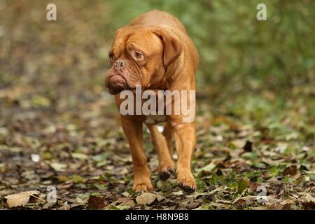 Suche großen Hund Angst Stockfoto