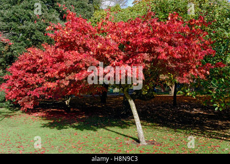 Acer Bäume im Herbst, Bute Park, Cardiff, Wales. Stockfoto