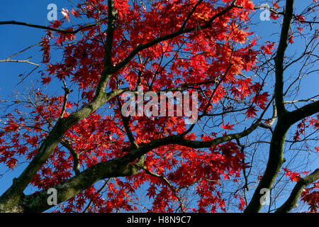 Acer Bäume im Herbst, Bute Park, Cardiff, Wales. Stockfoto