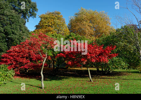 Acer Bäume im Herbst, Bute Park, Cardiff, Wales. Stockfoto