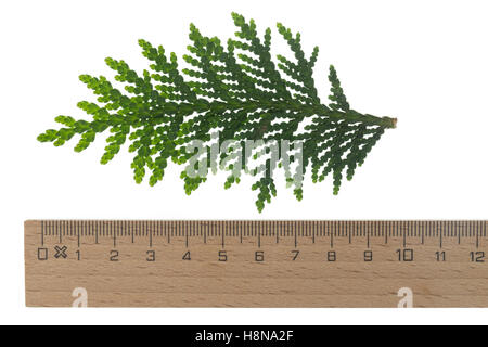 Abendländischer Lebensbaum, Abendländische Thuja, Gewöhnliche Thuja, Thuja Occidentalis, Schulentlassungsfeier, nördlichen weiß-Zeder, Geschäftsgebäuden Stockfoto