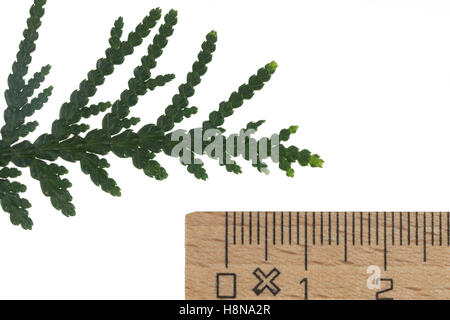 Abendländischer Lebensbaum, Abendländische Thuja, Gewöhnliche Thuja, Thuja Occidentalis, Schulentlassungsfeier, nördlichen weiß-Zeder, Geschäftsgebäuden Stockfoto