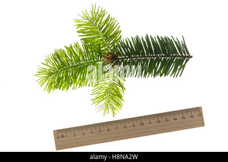 Douglasfichte, Douglasie, Douglas-Fichte, Douglastanne, Pseudotsuga Menziesii, Douglasie, Douglas-Tanne, Oregon Pine, pin d'Oreg Stockfoto