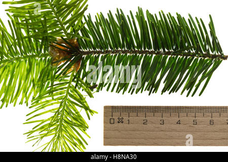 Douglasfichte, Douglasie, Douglas-Fichte, Douglastanne, Pseudotsuga Menziesii, Douglasie, Douglas-Tanne, Oregon Pine, pin d'Oreg Stockfoto