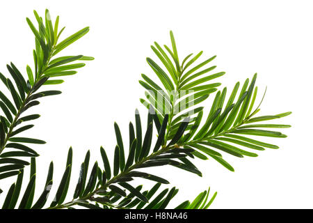 Europäische Eibe, Eibenbaum, Taxus Baccata, Europäische Eibe, gemeinsamen Eibe, Eibe, L'If Commun, wenn Stockfoto