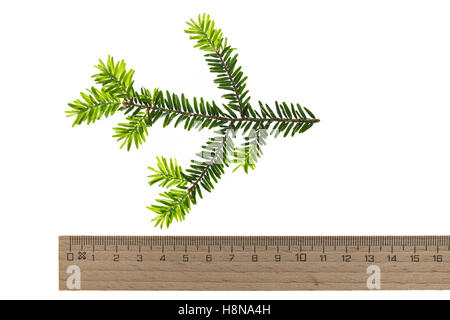 Kanadische Hemlocktanne, Kanadische Schierlingstanne, Tsuga Canadensis, eastern Hemlock, eastern Hemlock-Fichte, kanadische hemloc Stockfoto