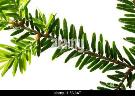 Kanadische Hemlocktanne, Kanadische Schierlingstanne, Tsuga Canadensis, eastern Hemlock, eastern Hemlock-Fichte, kanadische hemloc Stockfoto