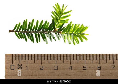 Kanadische Hemlocktanne, Kanadische Schierlingstanne, Tsuga Canadensis, eastern Hemlock, eastern Hemlock-Fichte, kanadische hemloc Stockfoto