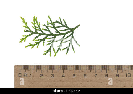 Morgenländischer Lebensbaum, Platycladus Orientalis, Biota Orientalis, Thuja Orientalis, Platycladus Stricta Thuja Chengii, Chi Stockfoto