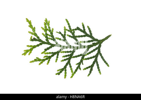 Morgenländischer Lebensbaum, Platycladus Orientalis, Biota Orientalis, Thuja Orientalis, Platycladus Stricta Thuja Chengii, Chi Stockfoto