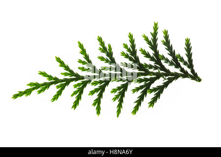 Nutka-Scheinzypresse, Nootka-Scheinzypresse, Alaska-Zeder, Alaskazeder, Xanthocyparis Nootkatensis, Chamaecyparis Nootkatensis Stockfoto