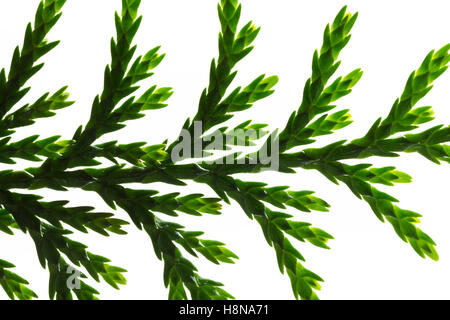 Nutka-Scheinzypresse, Nootka-Scheinzypresse, Alaska-Zeder, Alaskazeder, Xanthocyparis Nootkatensis, Chamaecyparis Nootkatensis Stockfoto