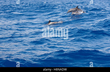 Delphine springen im Atlantischen Ozean. Azoren-Insel. Horizontale Stockfoto