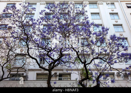 Jacaranda Baum in Blüte im Frühling. Buenos Aires, Argentinien. Stockfoto