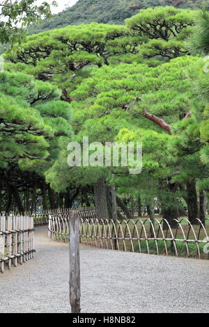 Wanderweg im Ritsurin Koen-Chestnut Grove Garten zwischen den Zäunen und den japanischen schwarzen Pinien oder Pinus Thunbergii-Jpn Kies Stockfoto