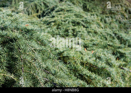 Horizontale Textur Hintergrund mit Tannenzweigen Baum hautnah Stockfoto