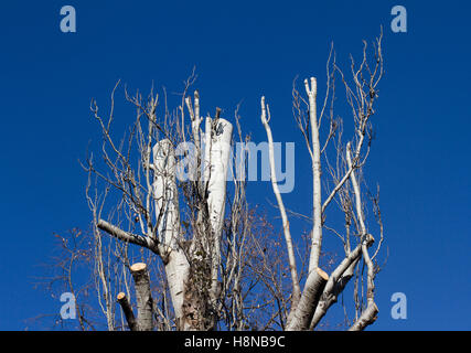 Spitze der Birke mit abgeschnittenen Zweigen vor blauem Himmel Stockfoto