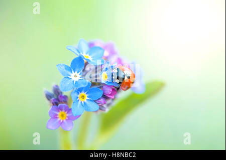 Ein sieben-Punkt Marienkäfer auf eine Vergissmeinnicht blau Frühlingsblume Stockfoto