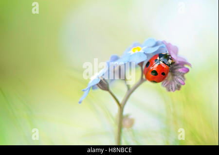 Ein 7-Punkt Marienkäfer auf eine blaue Vergißmeinnicht Blume Stockfoto