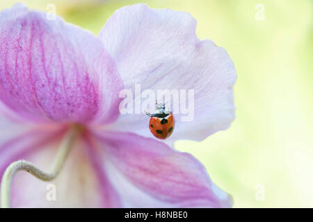 Ein 7-Punkt Marienkäfer auf eine japanische Anemone Blume Stockfoto