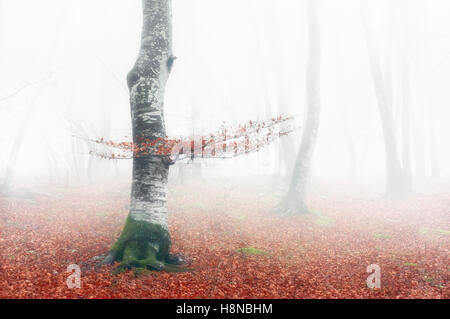 Buchenwald im Herbst mit Nebel und rote Blätter Stockfoto