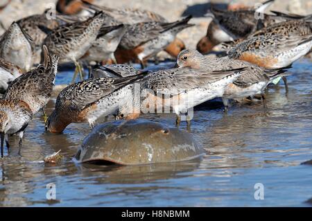 Eine Herde von vom Aussterben bedrohten Knutt Küstenvögel ernähren sich von Horseshoe Crab Eiern in ihre Delaware Bucht laichen Bereich während ihrer jährlichen Wanderung aus Südamerika 20. Mai 2007 in Mispillion Hafen, Delaware. Stockfoto